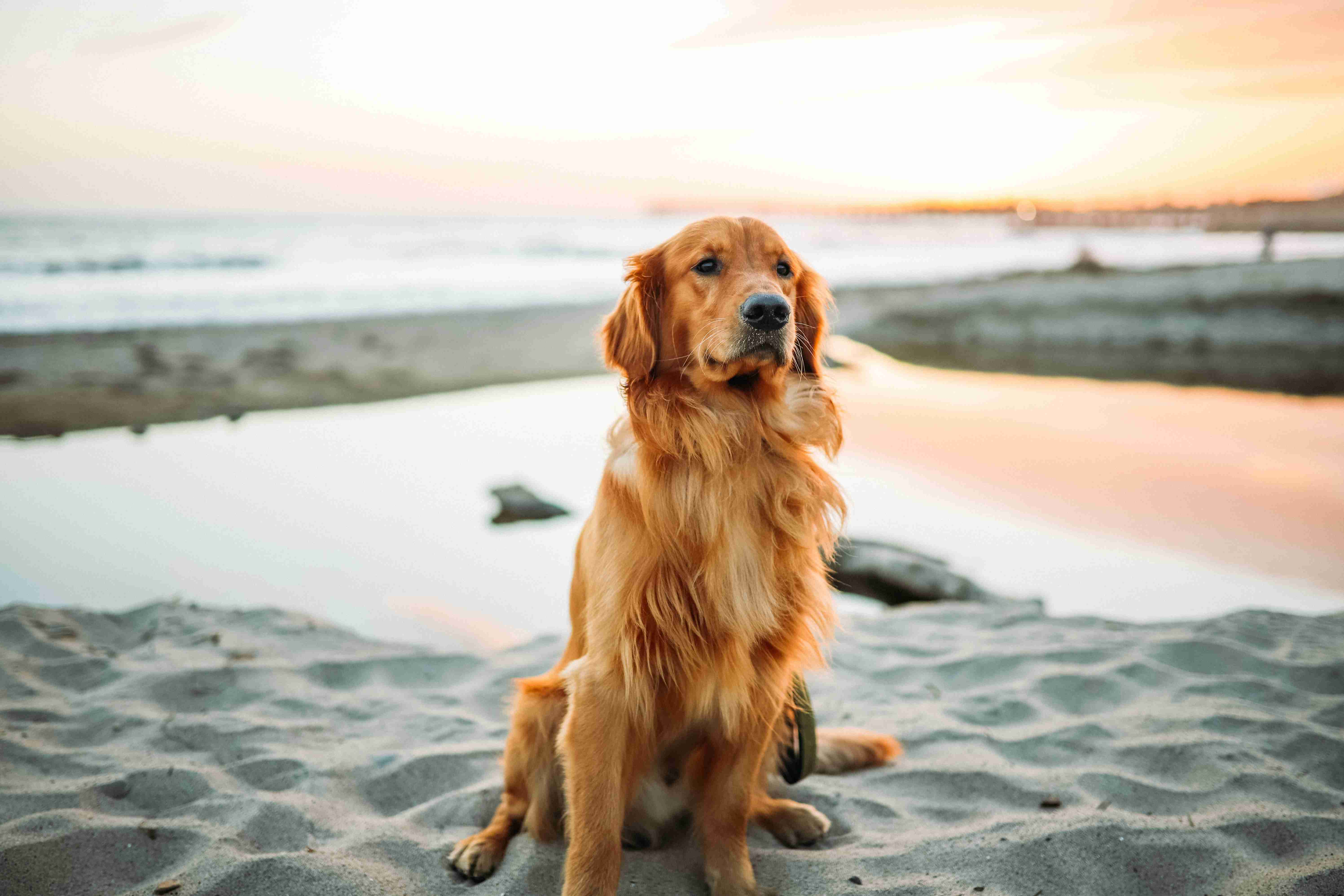 What are some signs of gastrointestinal problems in Golden Retrievers?